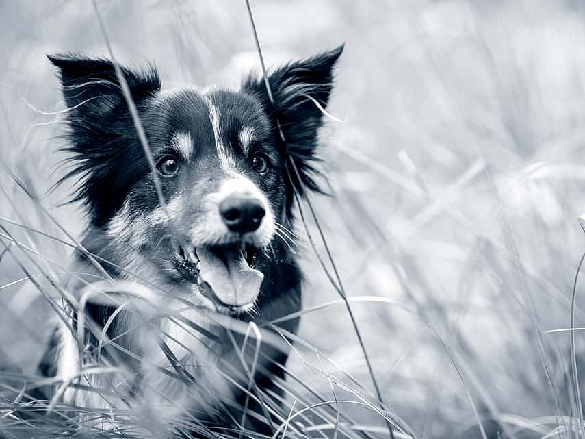 Border Collie