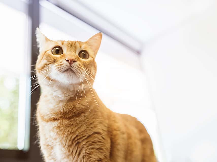 Gato naranja