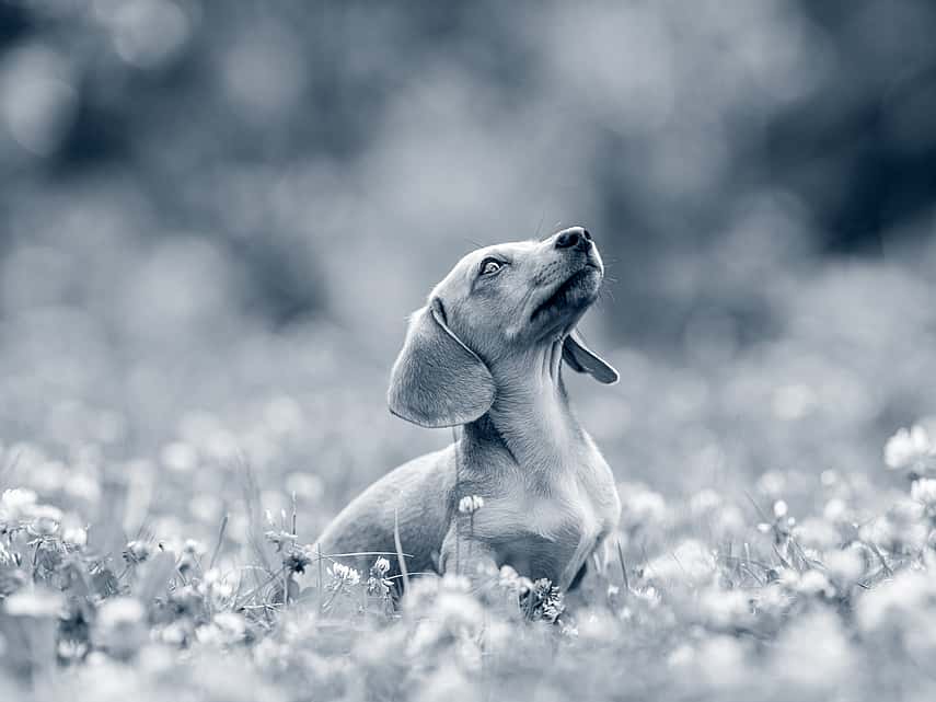 Animal é Tri - *MEDICAMENTOS PARA ANIMAIS CARDIOPATAS/HIPERTENSOS* Para peludinhos que estejam sob responsabilidade de Voluntários, sejam independentes ou de algum grupo, temos as medicações do cartaz disponíveis para doação. Por favor