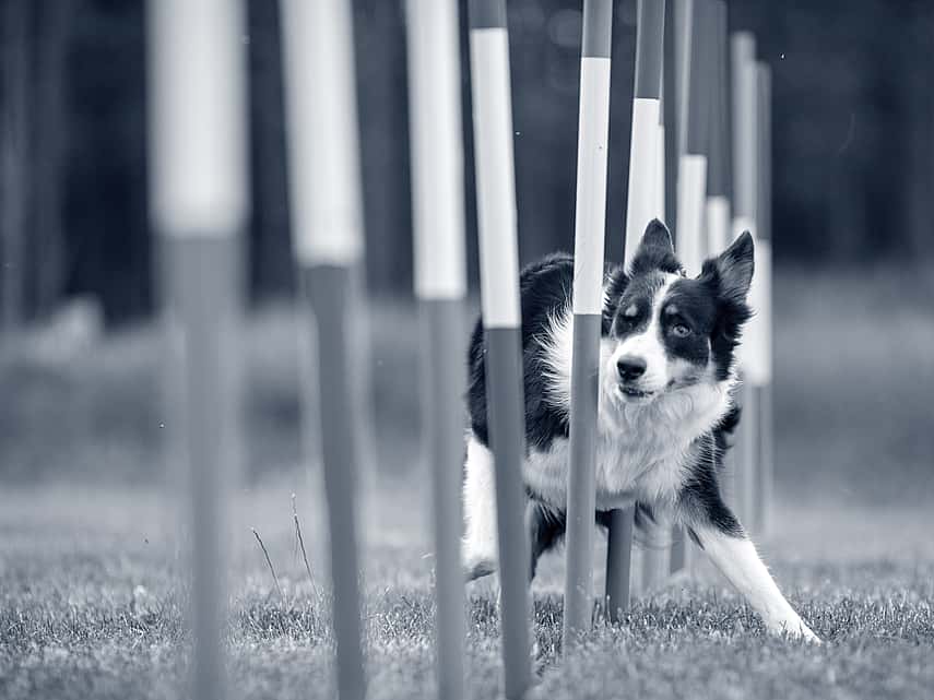 le puedo dar omeprazol a mi perro