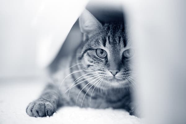 Un gato tirado en el suelo.