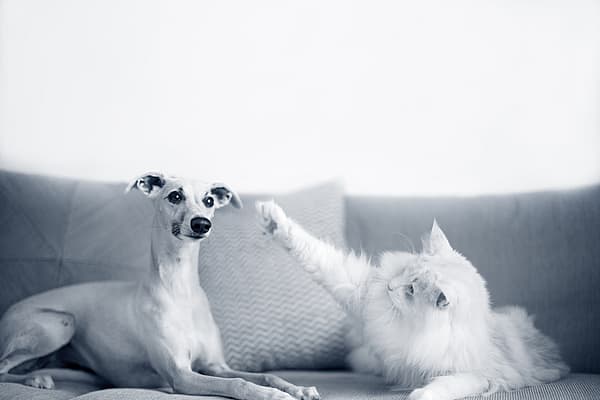 Un perro y un gato en un sofá.