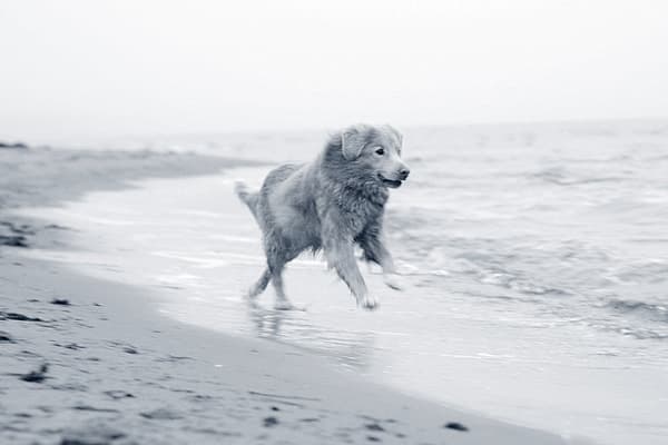Un perro corriendo en una playa.