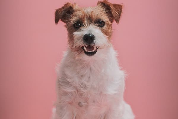 Un perro sentado sobre una superficie rosada.
