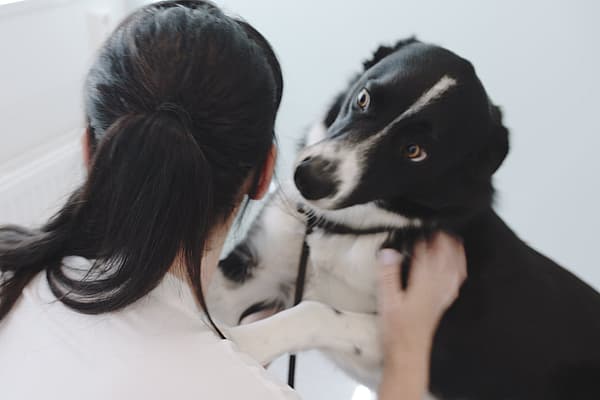 es bueno el ejercicio para un perro con un soplo en el corazón