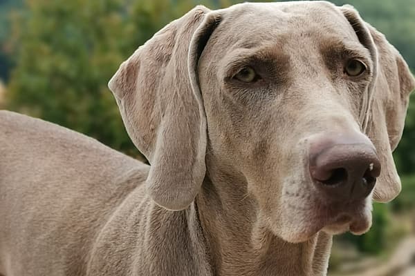 Un perro parado afuera con árboles en el fondo.