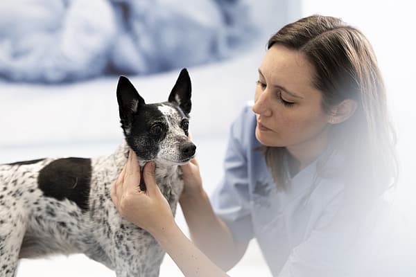 Una persona sosteniendo a un perro.