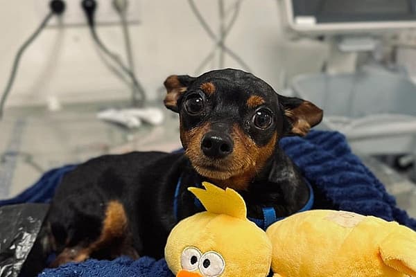 Un perro acostado sobre una manta con peluches.