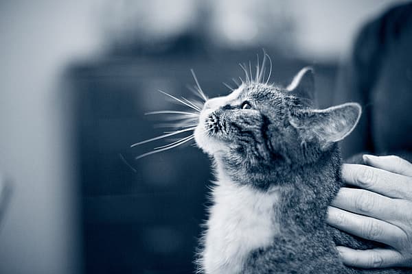 Una persona acariciando a un gato.