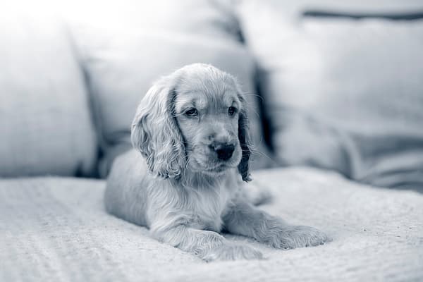 Un cachorro acostado en un sofá.