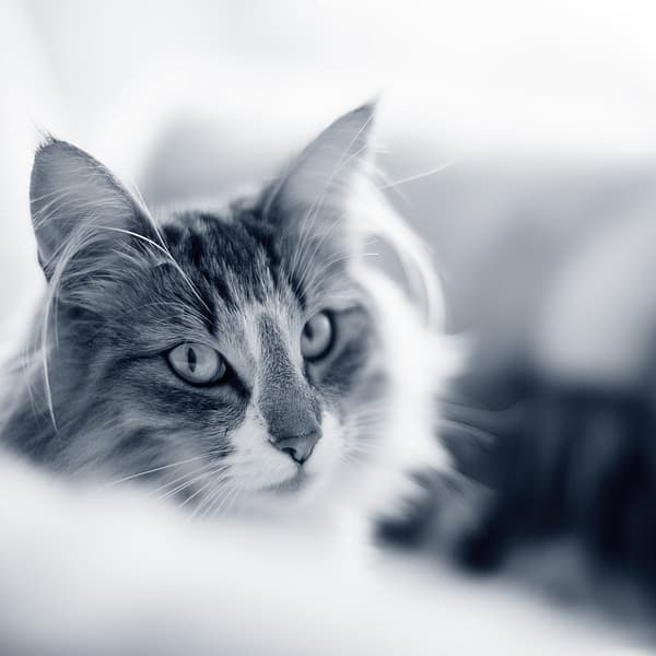 Un gato mirando a la cámara.