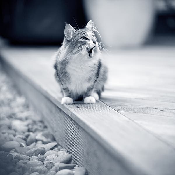 Un gato sentado en una superficie de madera.