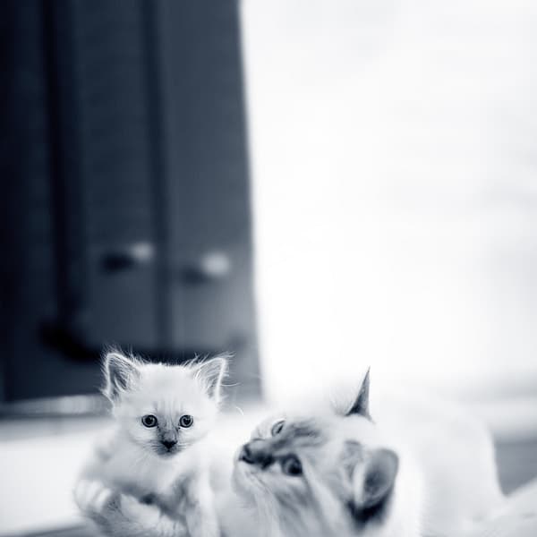 Un gato y un gatito sobre una alfombra.