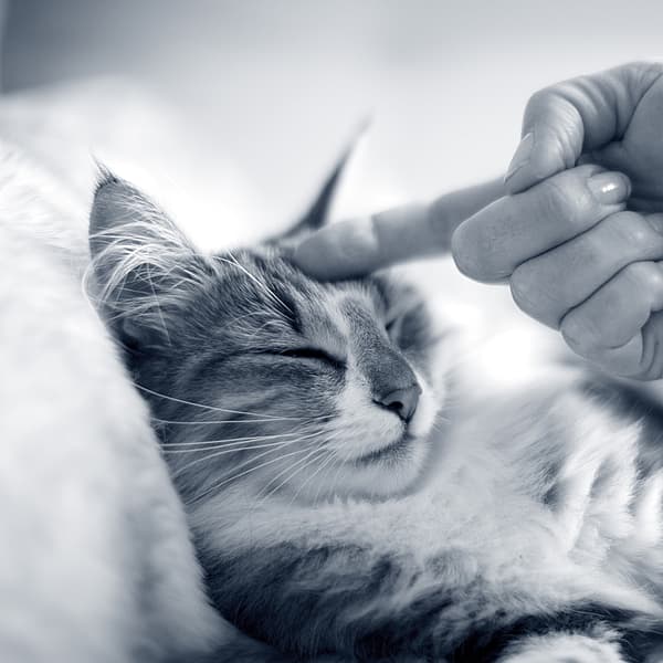 Una mano tocando a un gato.