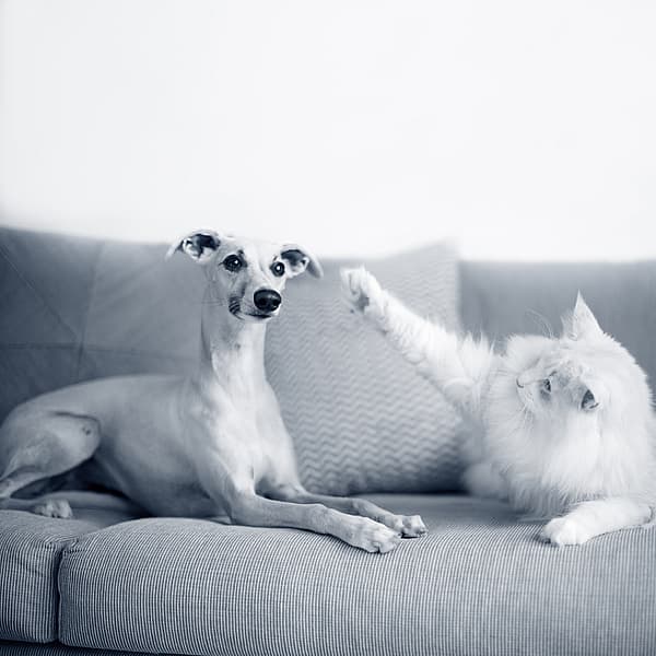 Un perro y un gato en un sofá.