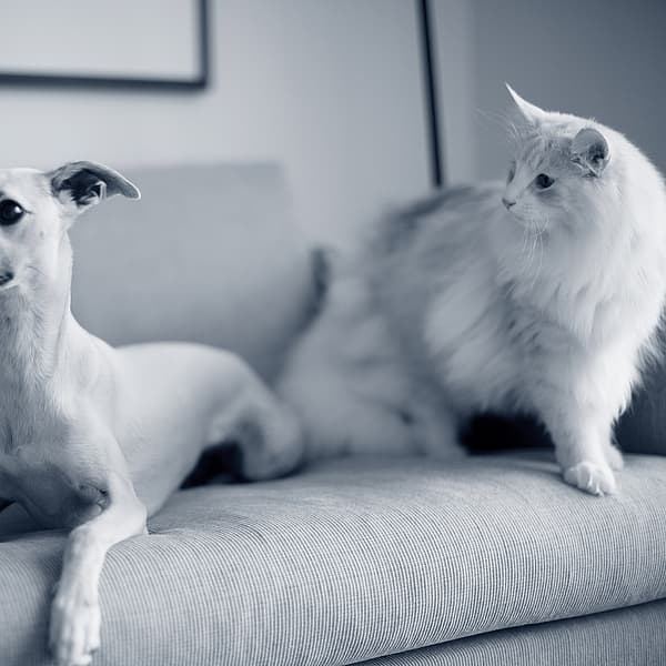 Un gato y un perro en un sofá.