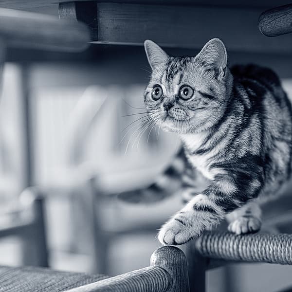 Un gato caminando sobre una silla.