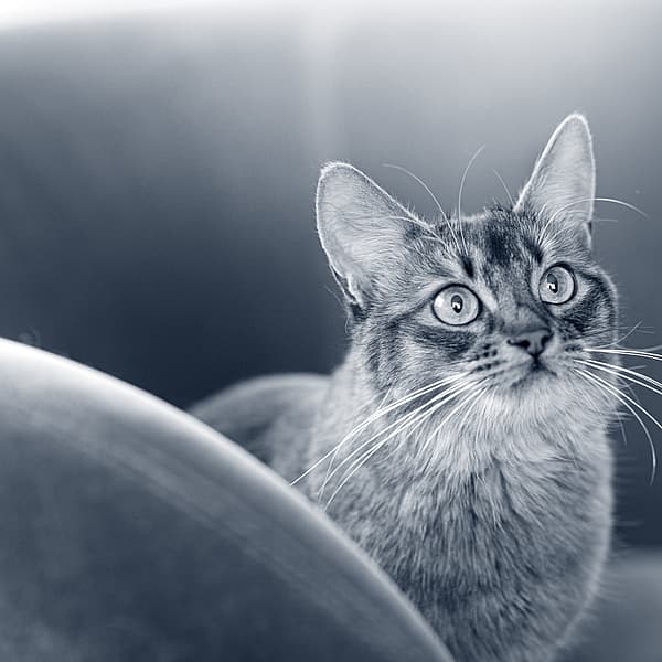 Un gato mirando a la cámara.