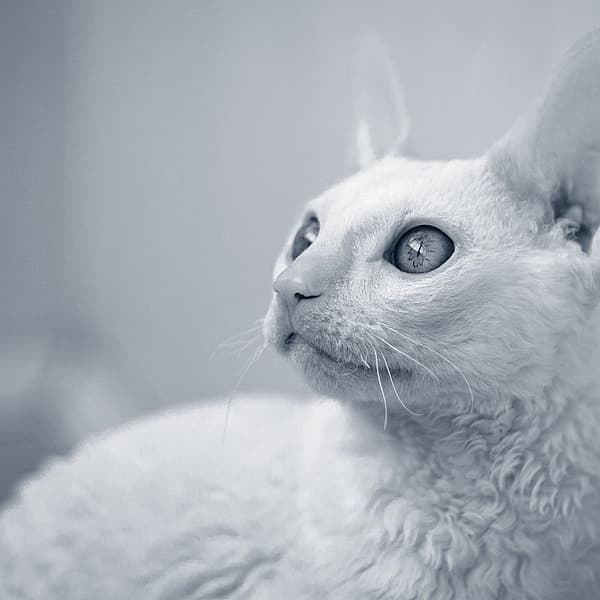Un gato mirando hacia arriba.