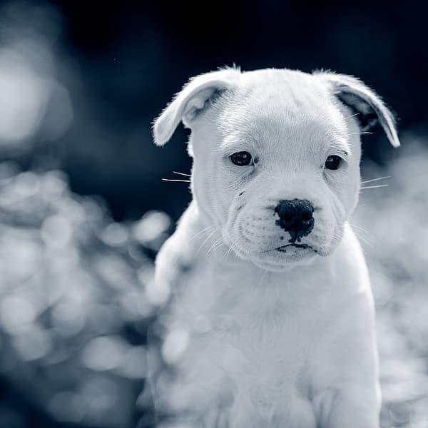 Un cachorro blanco sentado en la hierba.
