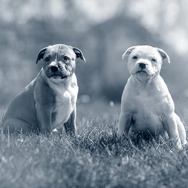 Dos perros sentados en la hierba.