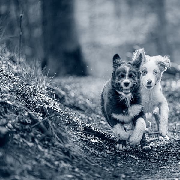 Dos perros corriendo por un camino de tierra.