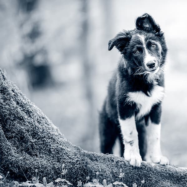 Un perro parado sobre un tronco.