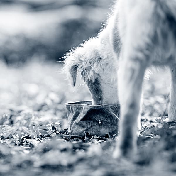Un perro comiendo de un cuenco.