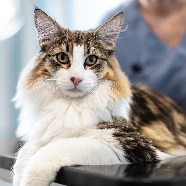 Un gato acostado sobre una mesa.