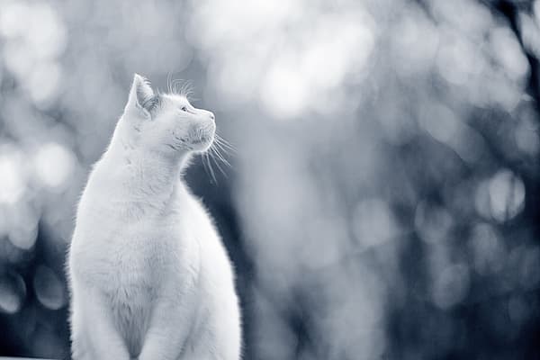Un gato blanco mirando hacia arriba.