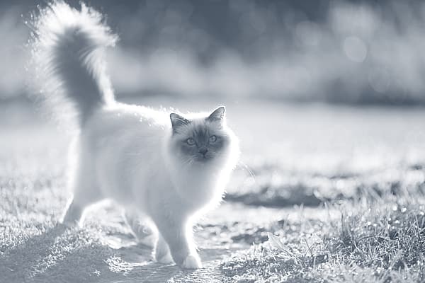 Un gato caminando por el suelo.