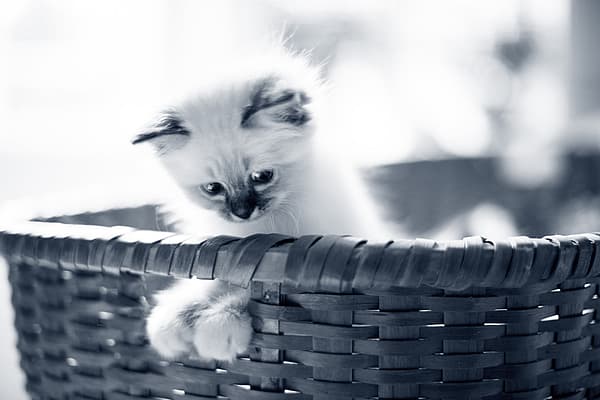 Un gatito en una cesta.