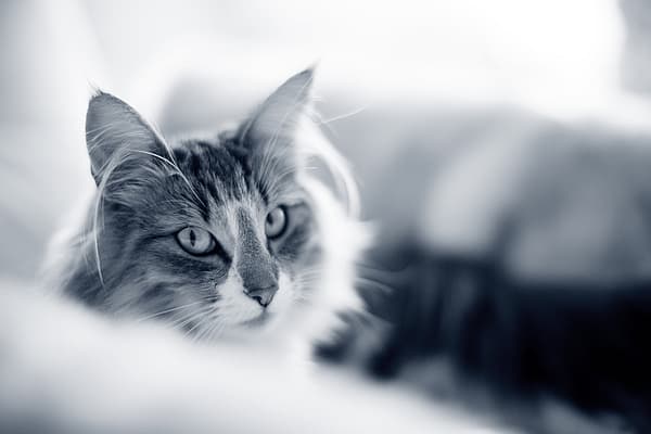 Un gato mirando a la cámara.