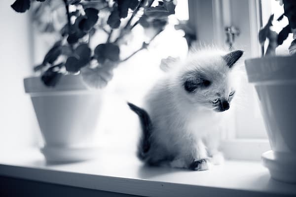 Un gato sentado en el alféizar de una ventana.