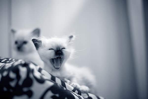 Un gato bostezando sobre una manta.