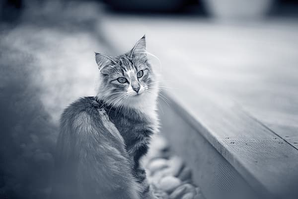 Un gato sentado en una terraza de madera.