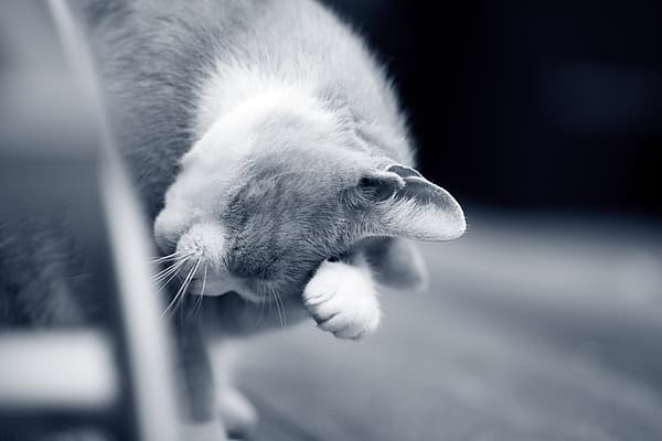 Un gato con la pata en la cara.