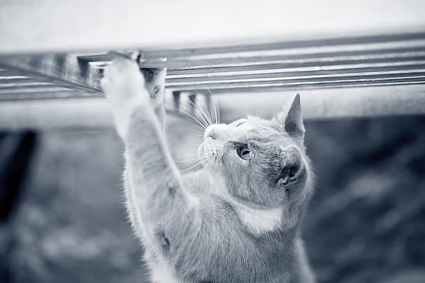 Un gato trepando por un banco.