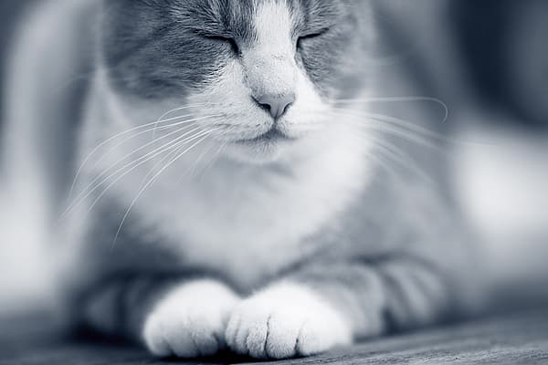 Un primer plano de un gato.