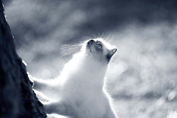 Un gato trepando a un árbol.