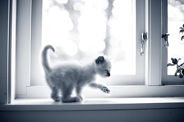Un gatito parado en el alféizar de una ventana.