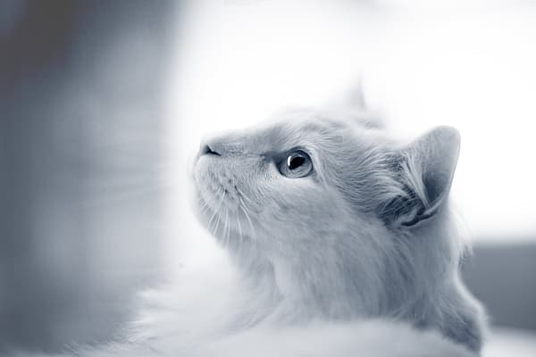 Un gato blanco mirando hacia arriba.
