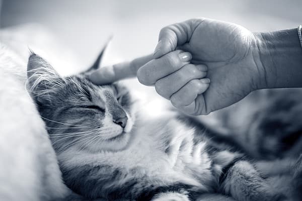 Una mano tocando a un gato.