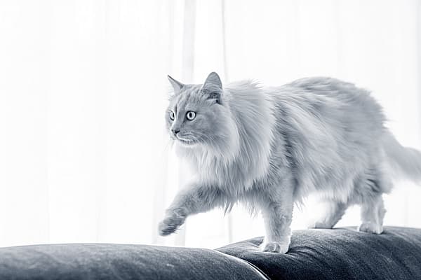 Un gato caminando en un sofá.