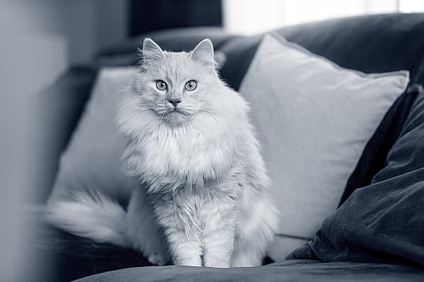 Gato blanco en sofá