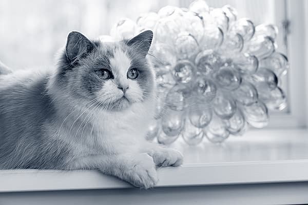 Un gato sentado en una repisa.