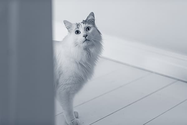 Un gato de pie sobre un suelo de madera.