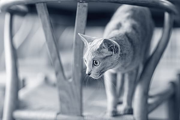Un gato de pie en una silla.