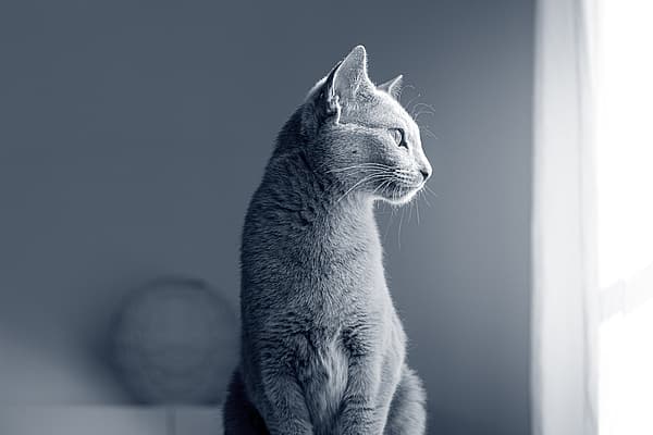 Un gato sentado mirando por una ventana.