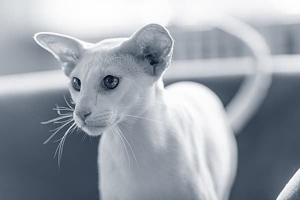 Un gato mirando a la cámara.